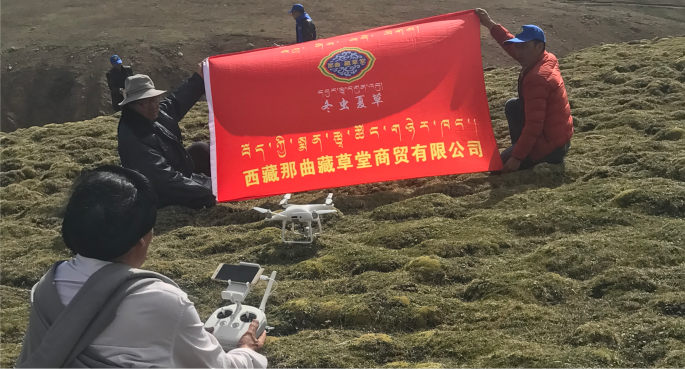 又到蟲(chóng)草采集時(shí)（那曲比如2024）