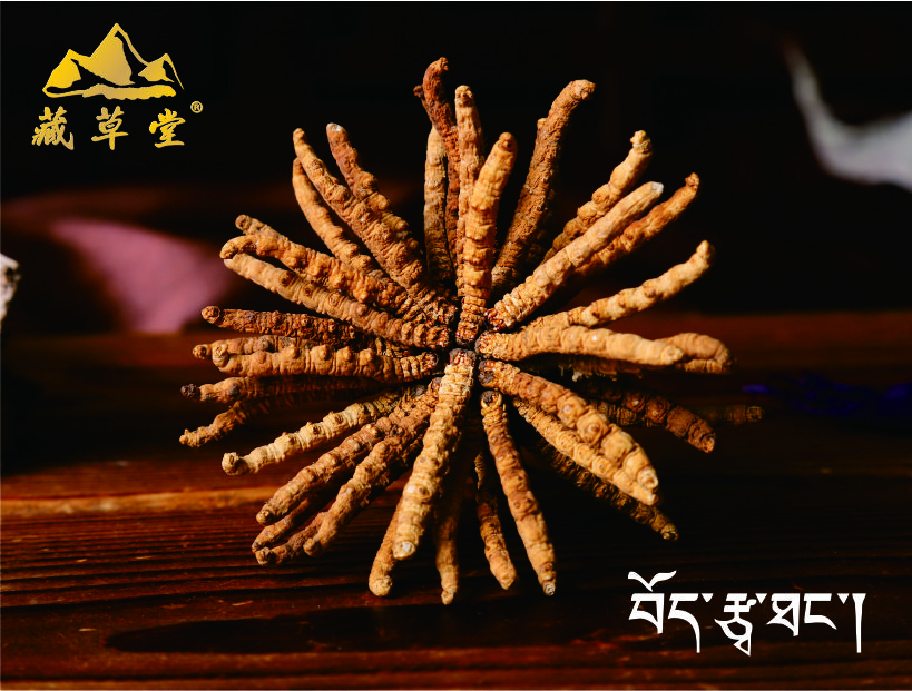 冬蟲(chóng)夏草 冬蟲(chóng)夏草